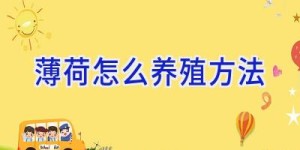 薄荷怎么养殖方法