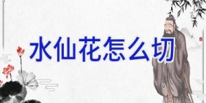 水仙花怎么切