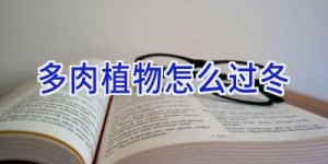 多肉植物怎么过冬
