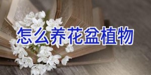 怎么养花盆植物