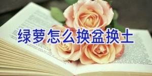 绿萝怎么换盆换土