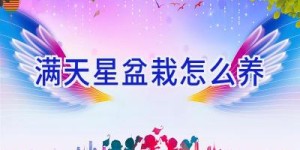 满天星盆栽怎么养