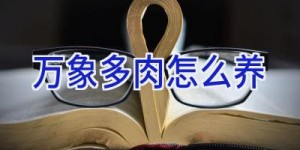 万象多肉怎么养