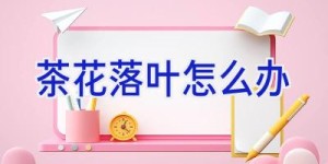 茶花落叶怎么办