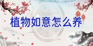 植物如意怎么养
