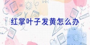 红掌叶子发黄怎么办