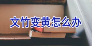 文竹变黄怎么办