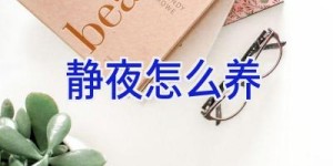 静夜怎么养