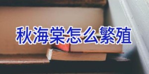 秋海棠怎么繁殖