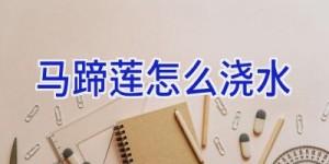 马蹄莲怎么浇水