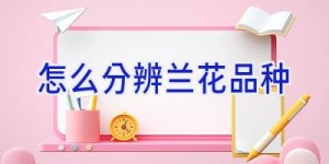 怎么分辨兰花品种