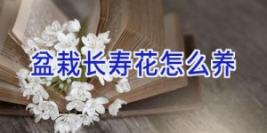 盆栽长寿花怎么养