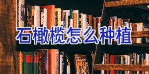 石橄榄怎么种植