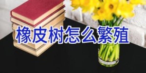 橡皮树怎么繁殖