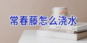 常春藤怎么浇水