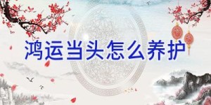 鸿运当头怎么养护