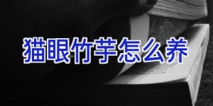 猫眼竹芋怎么养