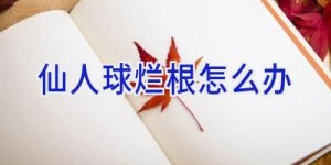 仙人球烂根怎么办