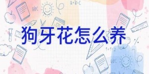 狗牙花怎么养