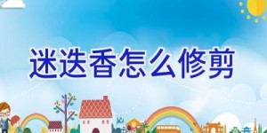 迷迭香怎么修剪