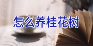 怎么养桂花树