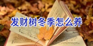 发财树冬季怎么养