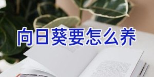 向日葵要怎么养