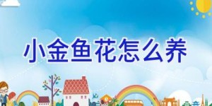 小金鱼花怎么养