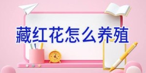 藏红花怎么养殖
