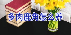 多肉鹿角怎么养