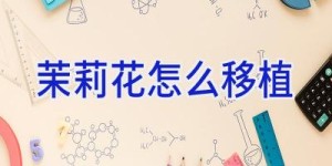 茉莉花怎么移植