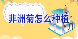 非洲菊怎么种植