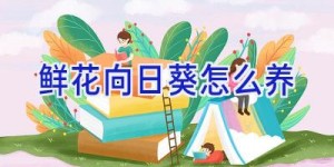 鲜花向日葵怎么养