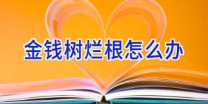 金钱树烂根怎么办