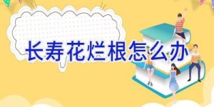 长寿花烂根怎么办