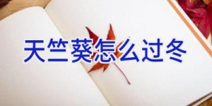 天竺葵怎么过冬