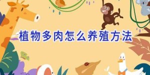 植物多肉怎么养殖方法
