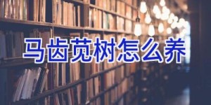 马齿苋树怎么养