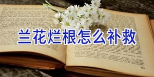兰花烂根怎么补救