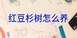 红豆杉树怎么养