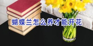 蝴蝶兰怎么养才能开花