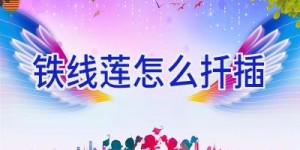 铁线莲怎么扦插