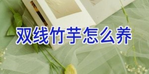 双线竹芋怎么养