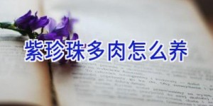 紫珍珠多肉怎么养