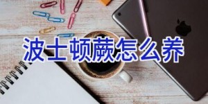 波士顿蕨怎么养