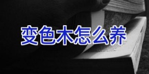 变色木怎么养