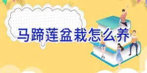 马蹄莲盆栽怎么养