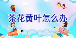 茶花黄叶怎么办