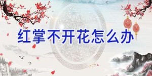 红掌不开花怎么办