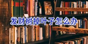 发财树掉叶子怎么办